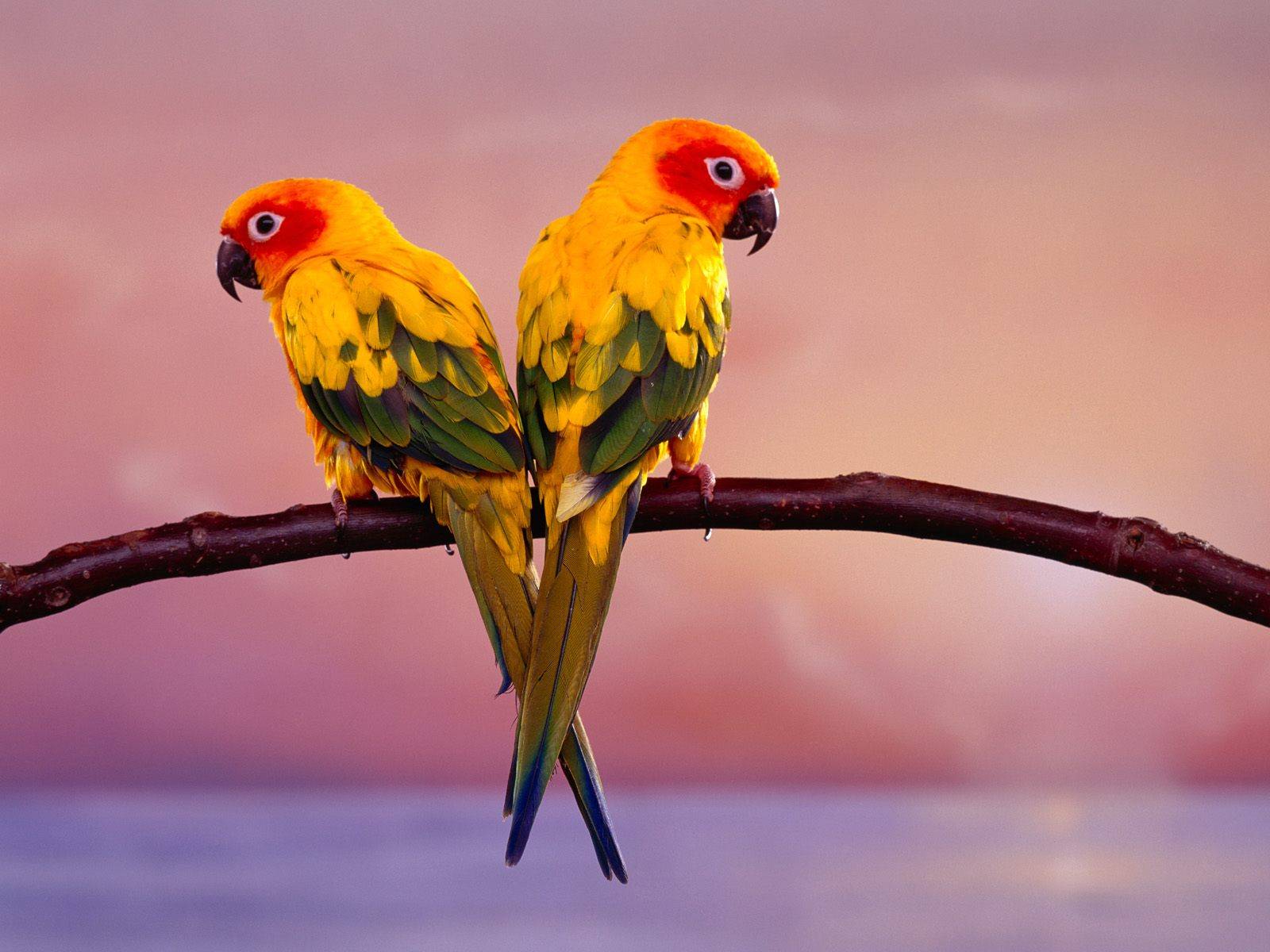 Dwie papugi siedzą na gałęzi