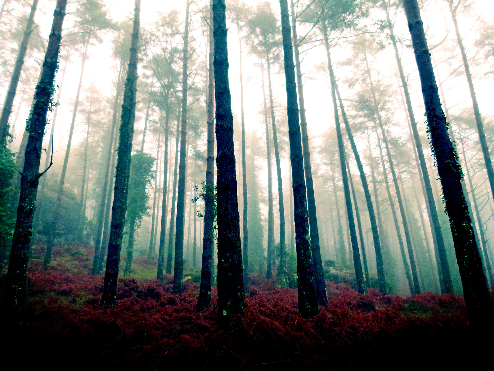 Tajemniczy, przerażający i ciemny las