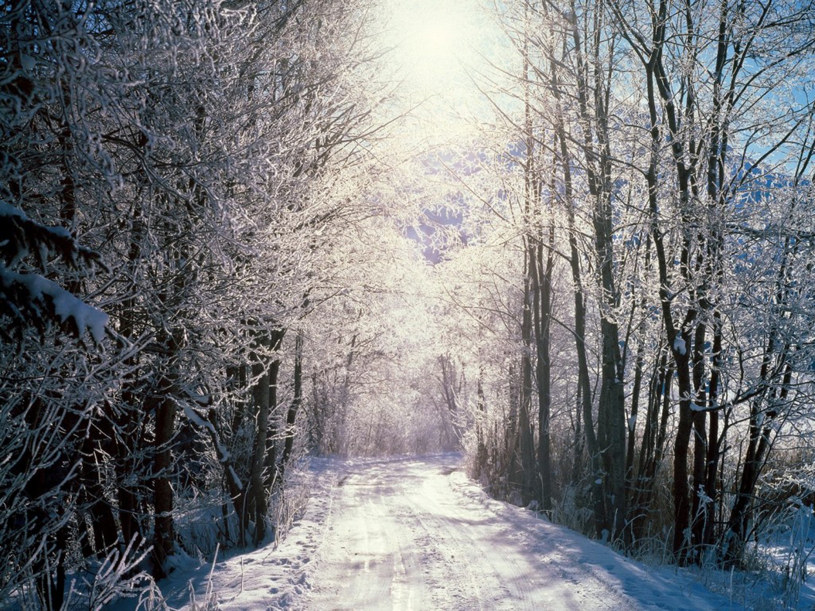 śnieżna droga przez las